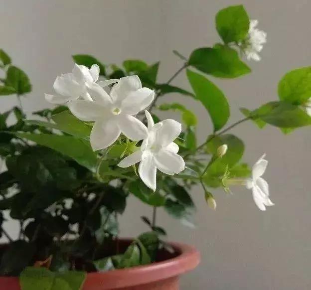 花香的盆栽植物大全,室内适合养哪些有香味的花草植物