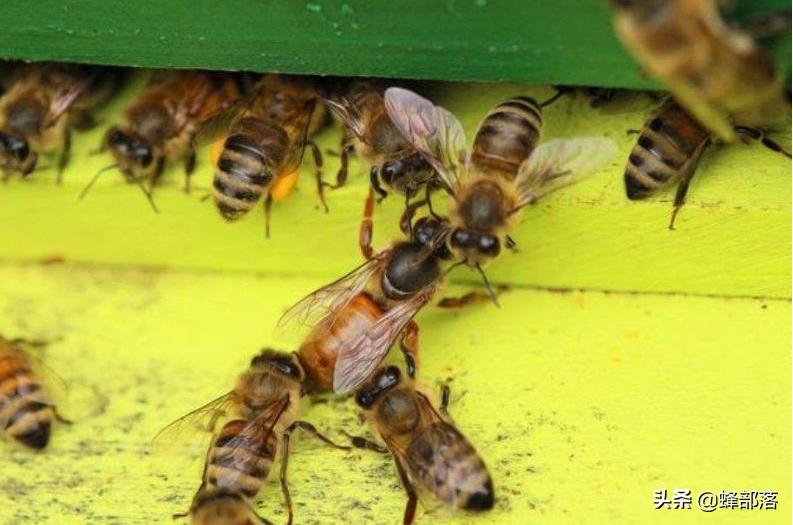 网上买只处女王，不断抓采集蜂来合并能养活吗？算一算就知道了