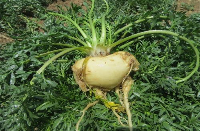 玛咖种子怎样种植,人工种植的玛卡