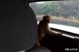 这些动物,再喜欢也不能养,否则警察叔叔找上门