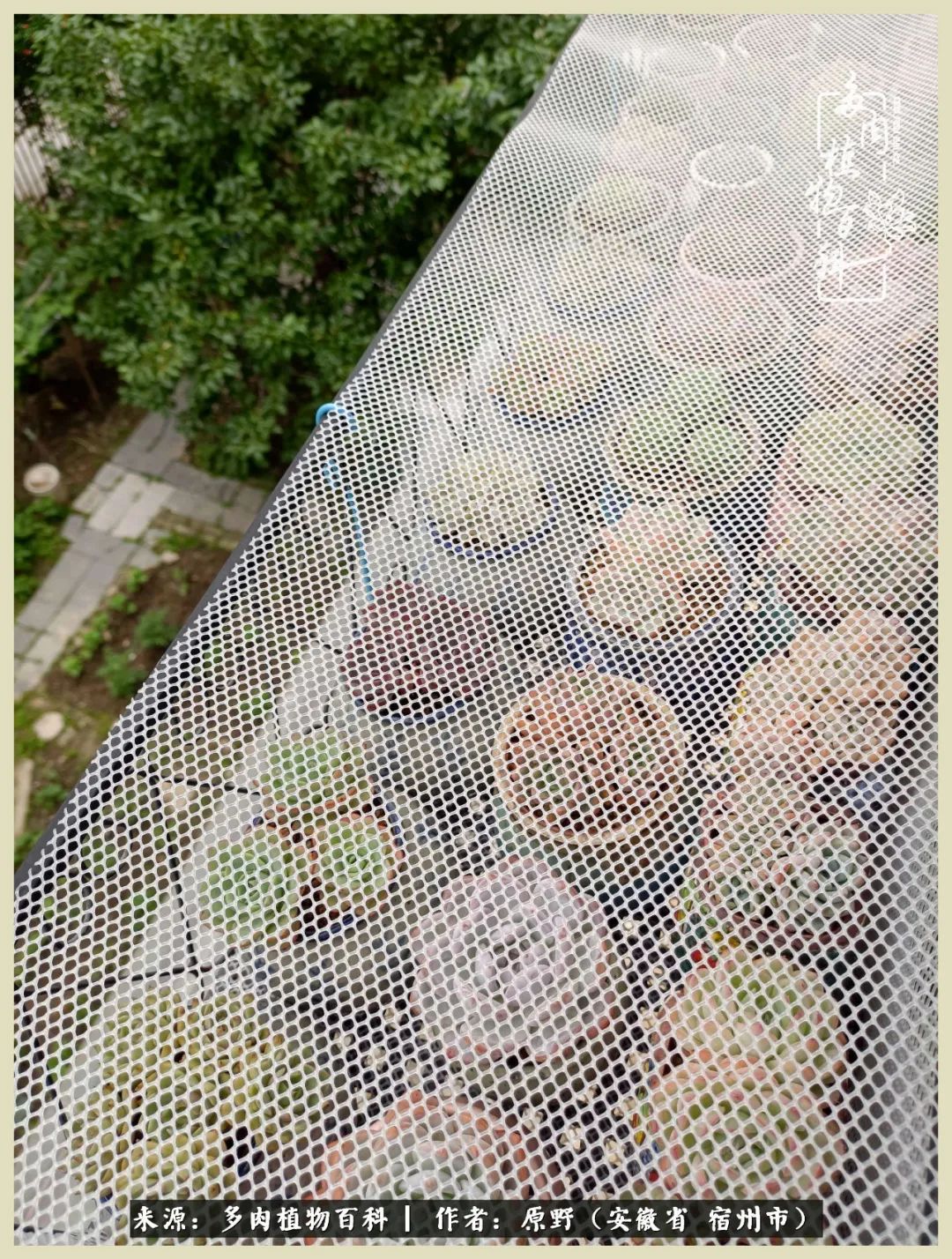 梅雨袭，酷暑至，多肉进入历劫季