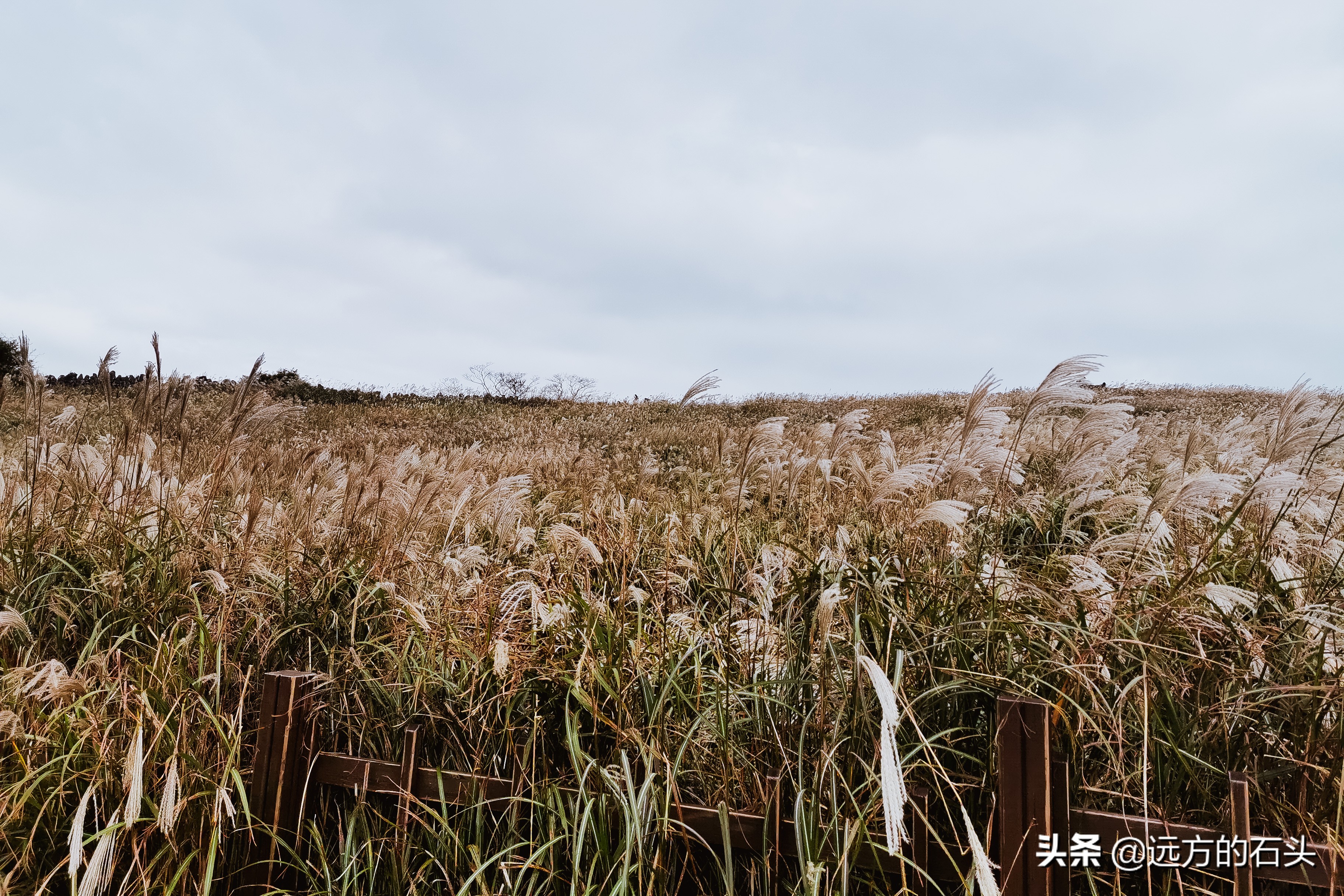 五天四夜济州岛旅游多少钱,济州岛5天三晚跟团