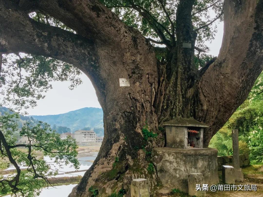 千年古樟树福建仙游,樟树千年古香樟