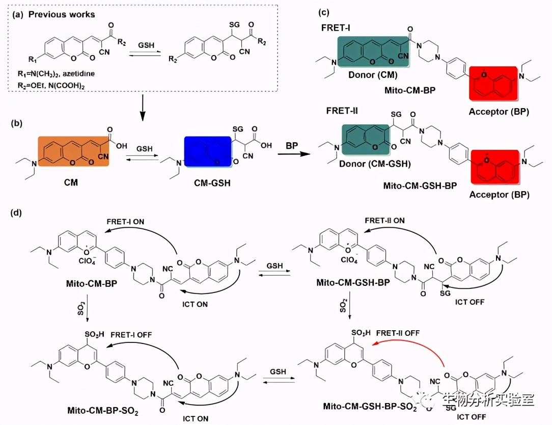 JACS：ICT-FRET集成平台用于实时监测癌细胞和肿瘤模型中SO2代谢