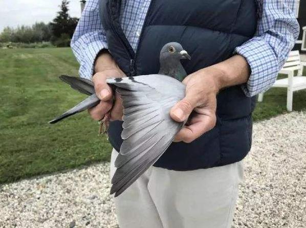 不要舍不得一定要舍得,幼鸽开家去别的鸽棚要不要淘汰