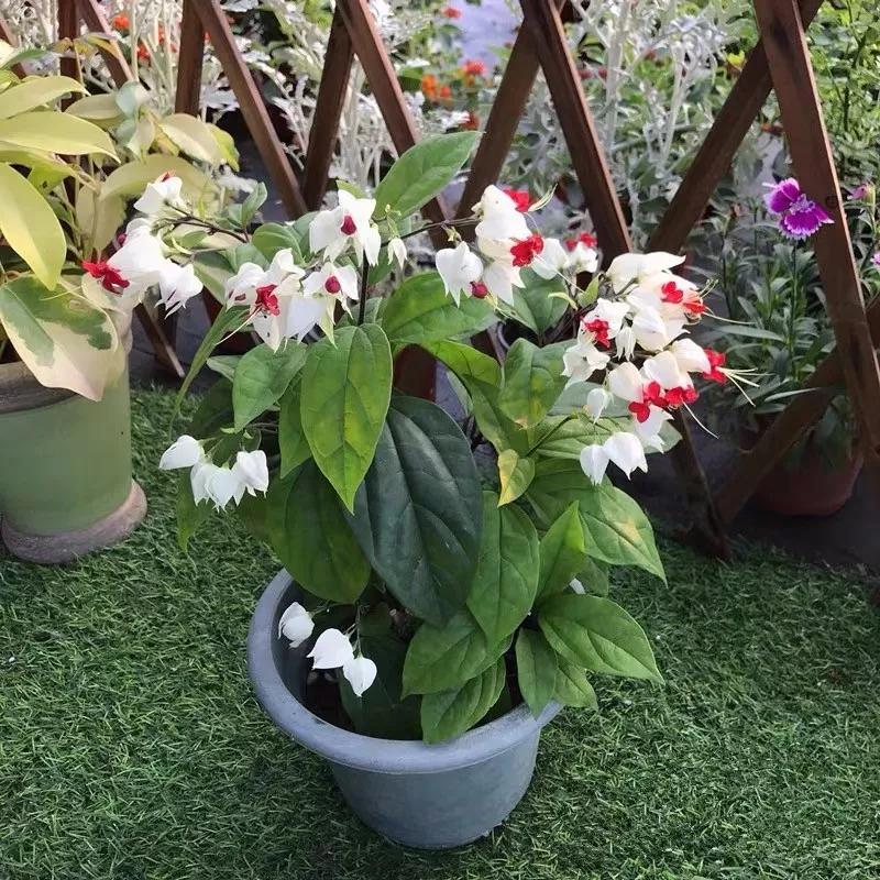 十二生肖对应的幸运花是什么花,十二生肖各该种什么花