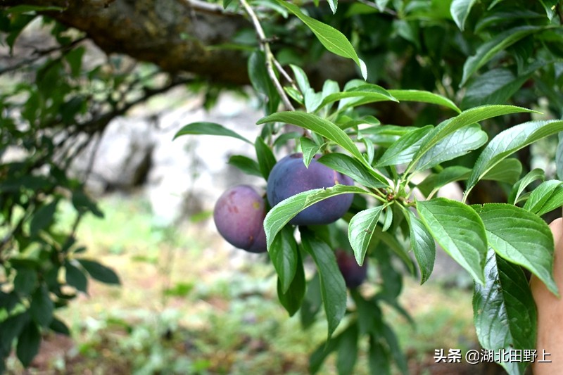 推荐的民宿采摘,浙江隐匿山野的民宿桃源仙境