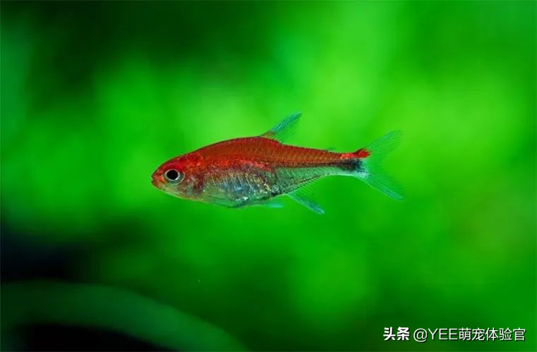 2公分迷你灯鱼,超级红魔鬼灯鱼品相