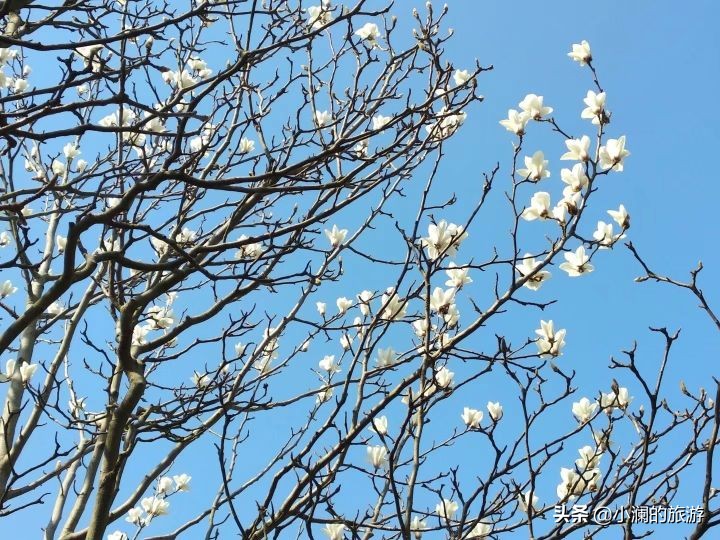 最大的上海森林公园,在上海郊区一座低调的森林公园