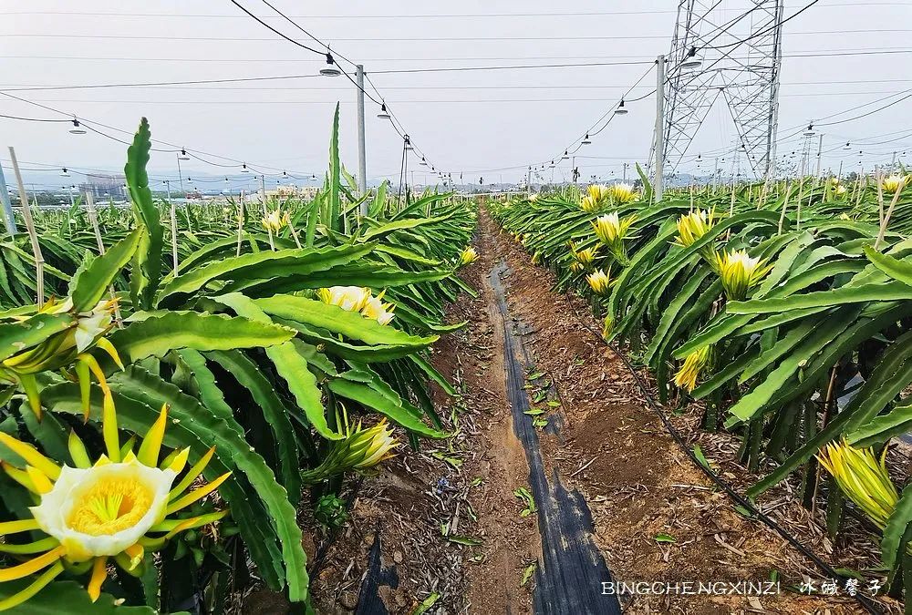 做把“村姑”,走进海南灯火灿烂的火龙果园