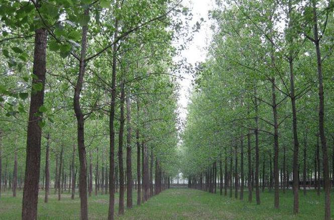 家里常见的果树有哪些,这些树千万不能栽在家门口