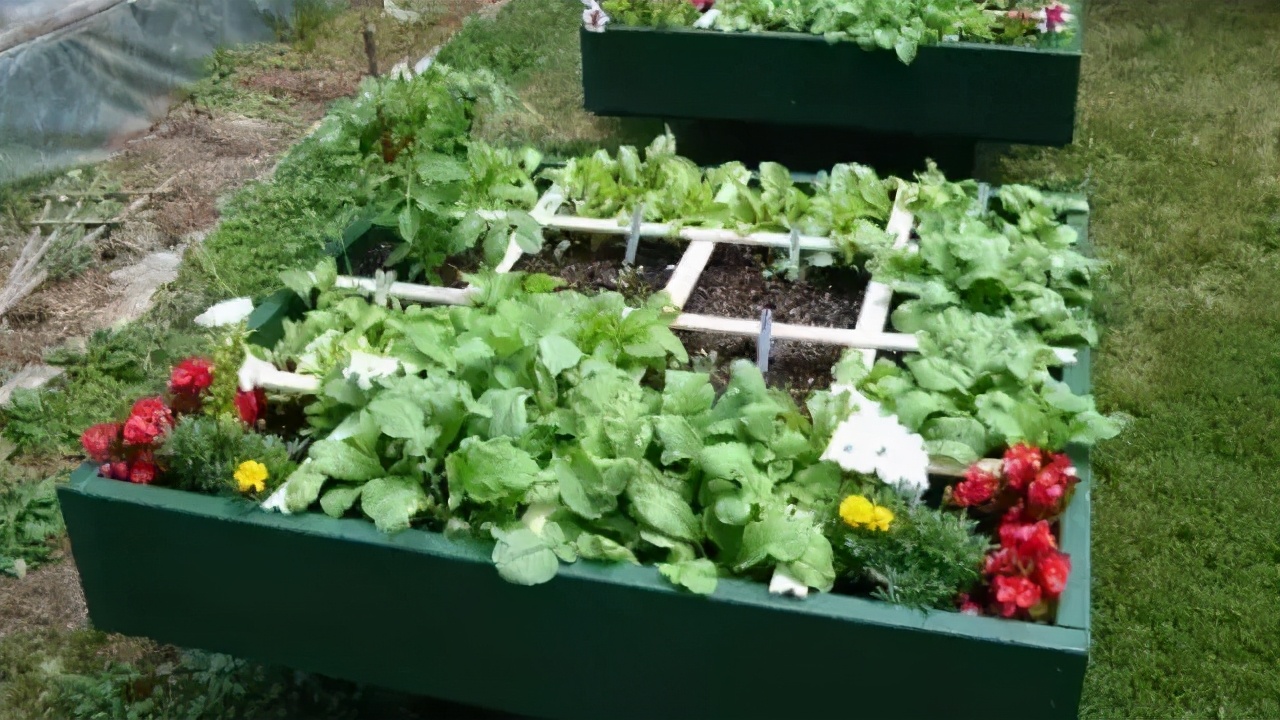 小型菜园怎么合理利用,1米菜园立体菜园