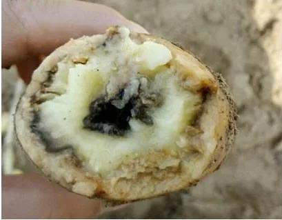 马铃薯常见病虫害及防治方法,马铃薯病虫害诊断与防治论文