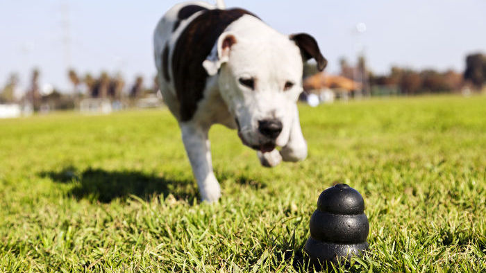 巡回训练狗狗怎么让狗咬玩具,狗狗耐啃咬玩具有哪些类型