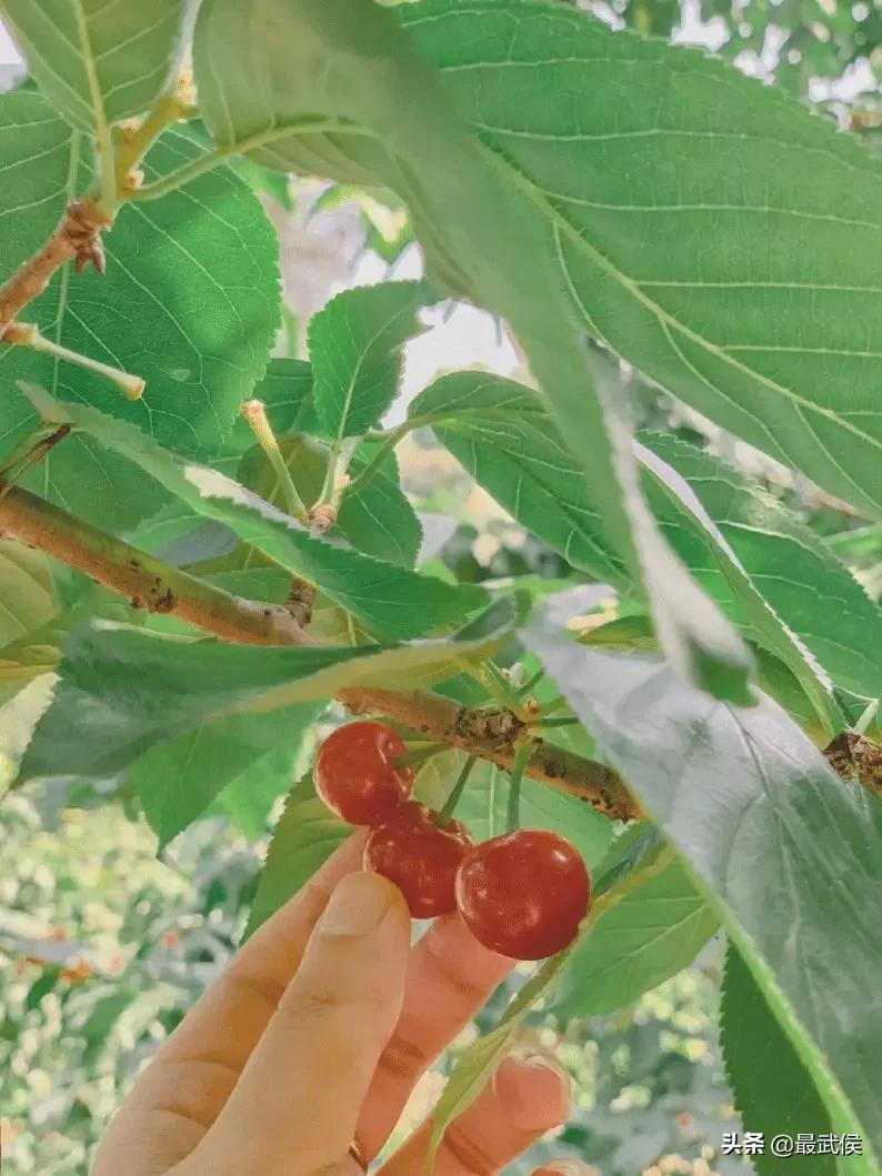 成都摘樱桃的地方不要门票,成都摘樱桃人少的地方