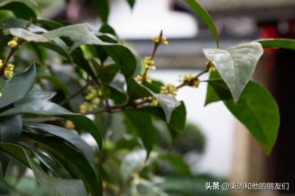 秉周和他的朋友们:八月花令同题诗歌