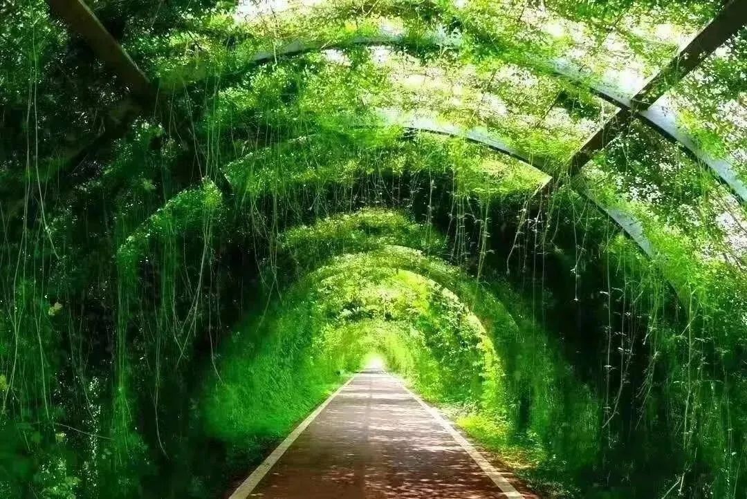 森氧之地,秋游必选!金湖万亩水上森林,真的别有趣味