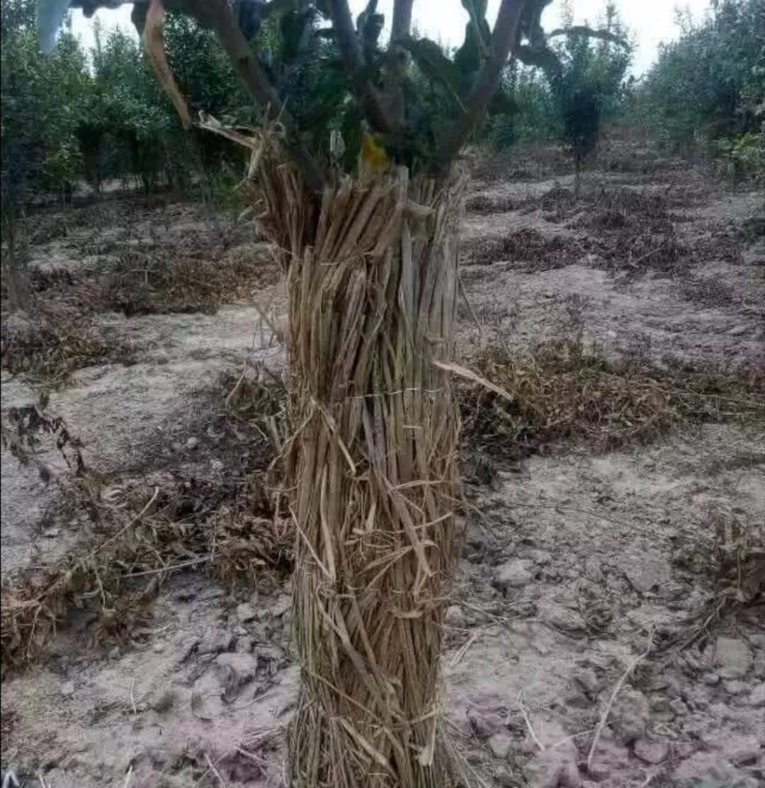 葡萄树冬天发芽了怎么办,葡萄树冬天11月份发芽怎么办