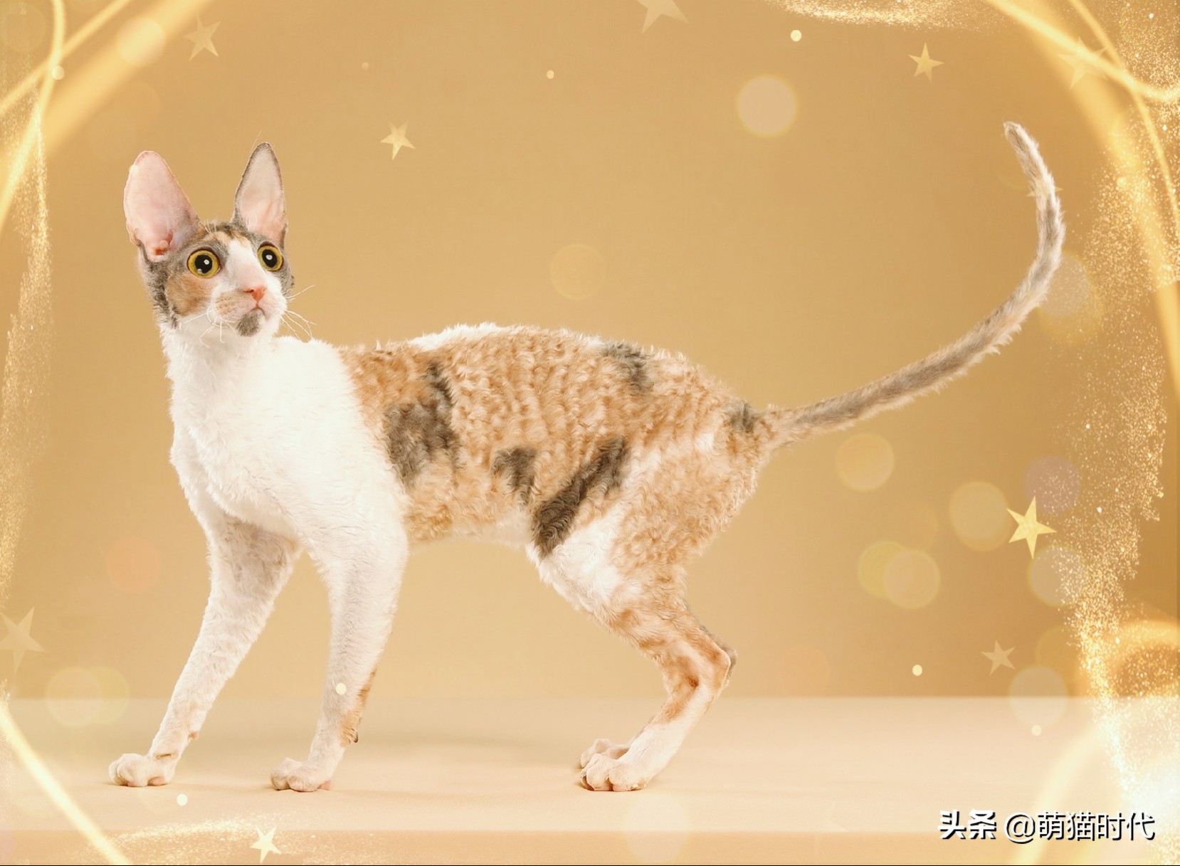 短毛卷毛猫有哪些品种,无毛猫和德文卷毛猫能配出来什么