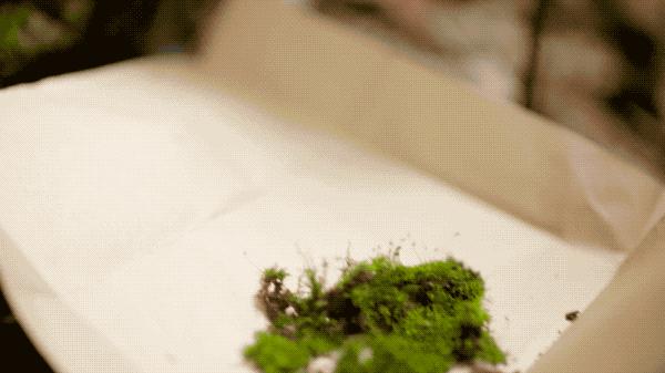 吃毒菇、睡蛇窝,只为挖一堆草,这个重庆博士要做当代神农