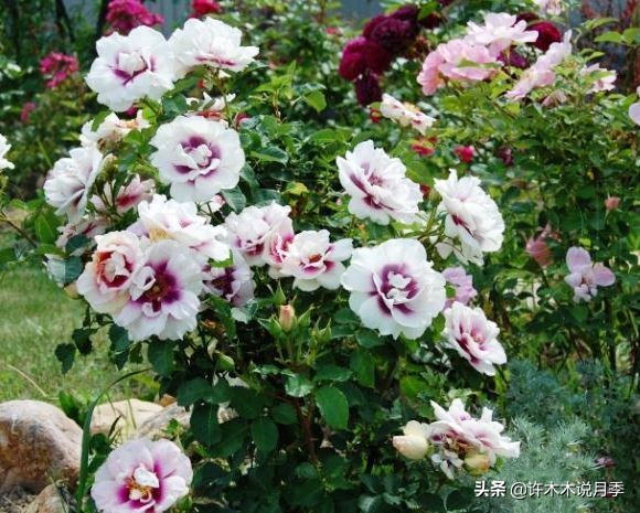 四季开花勤花月季,最好养最勤花的月季