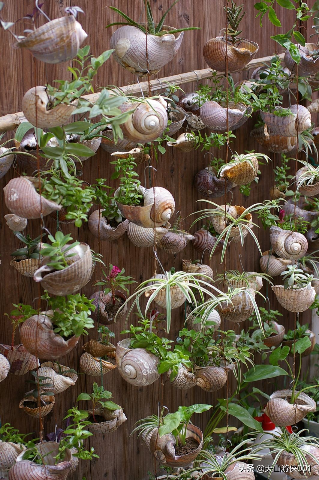 涓浗娓旀潙鐭虫郸鑰佽,瀹佹尝鐭虫郸涓浗娓旀潙