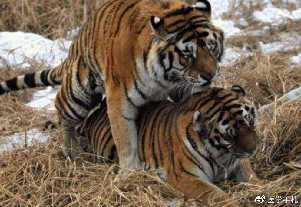 辟谣食物安全,辟谣吃人参可以挽救生命吗