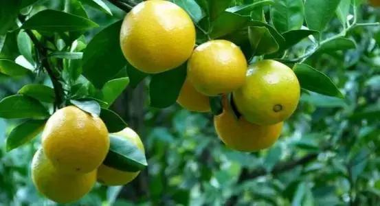 农用酵素肥的使用方法,酵素肥适合哪些农作物