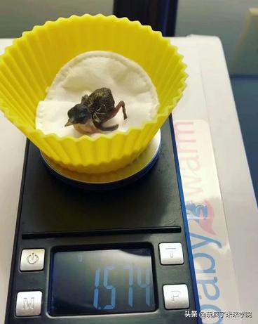 熊猫称完体重后自闭,当熊猫称完体重自闭