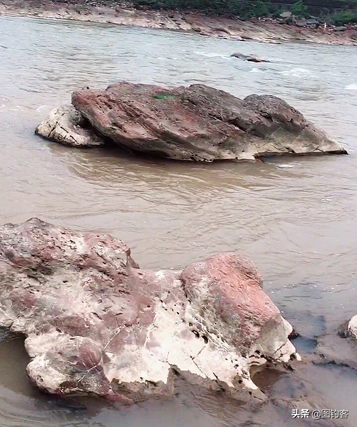 雅鱼是雅安特有的吗,雅鱼四川雅安市国家地理标志产品