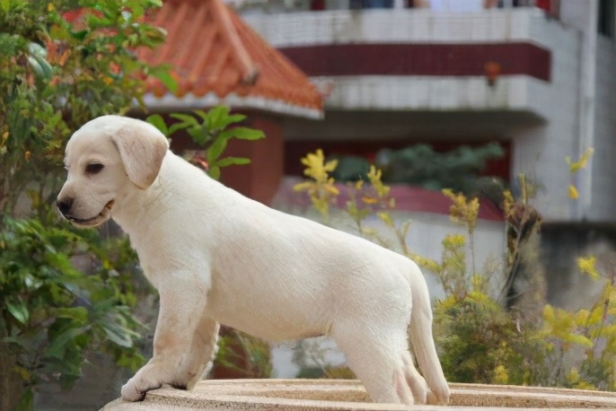 拉布拉多养狗注意事项和禁忌,拉布拉多幼犬不建议散养