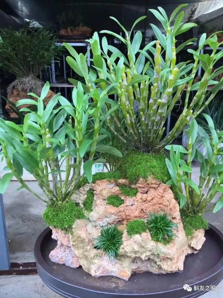 石斛兰最受不了的那种水!涨知识了