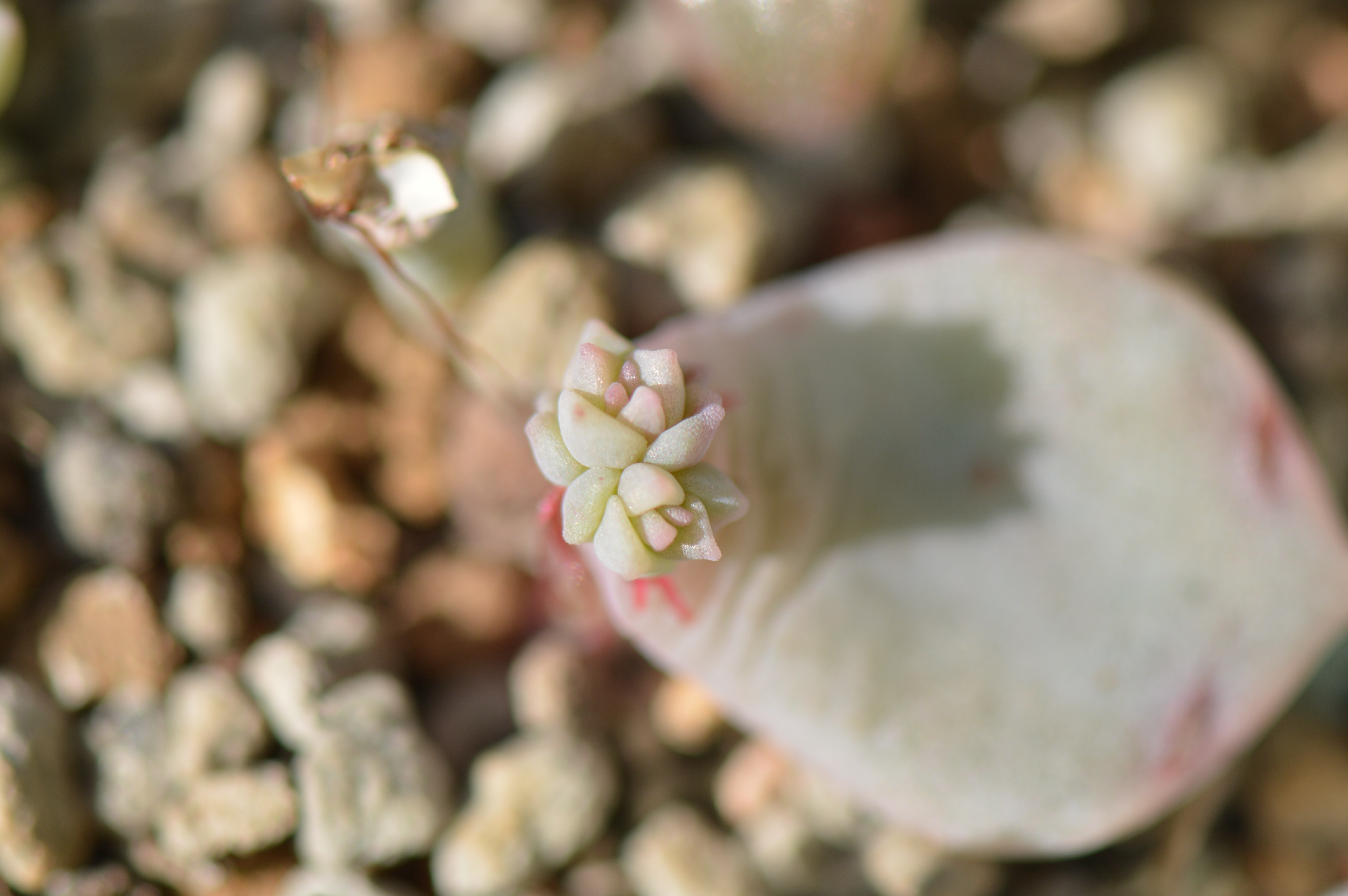 清欢养肉｜优生优育的白牡丹，让你从几片叶子跻身多肉大户