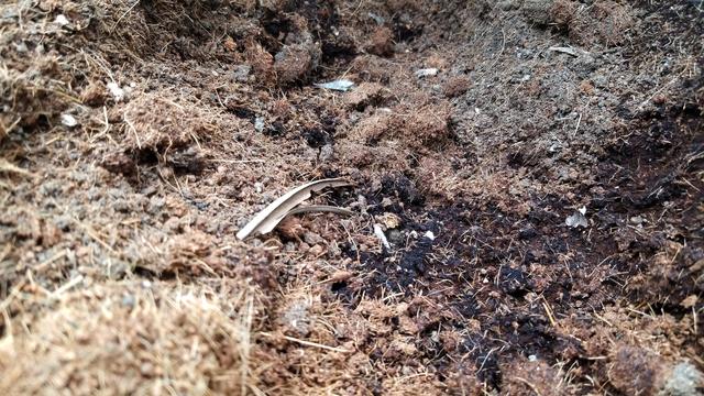 为什么要在天台种菜,天台种菜合适吗