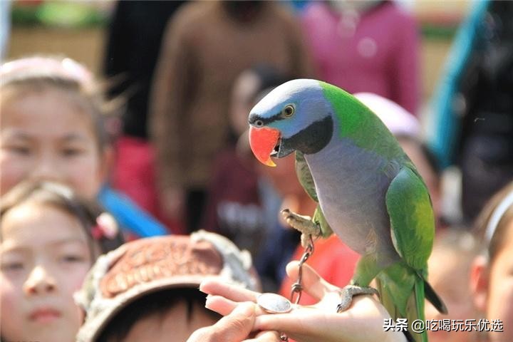 深圳观澜山水田园游,深圳观澜湖山水田园旅游文化园