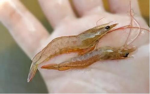 对虾红腿应激是什么原因,对虾应激红须症状判定