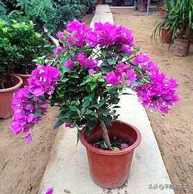 垃圾堆里捡回一盆花,垃圾变废为宝怎么养花