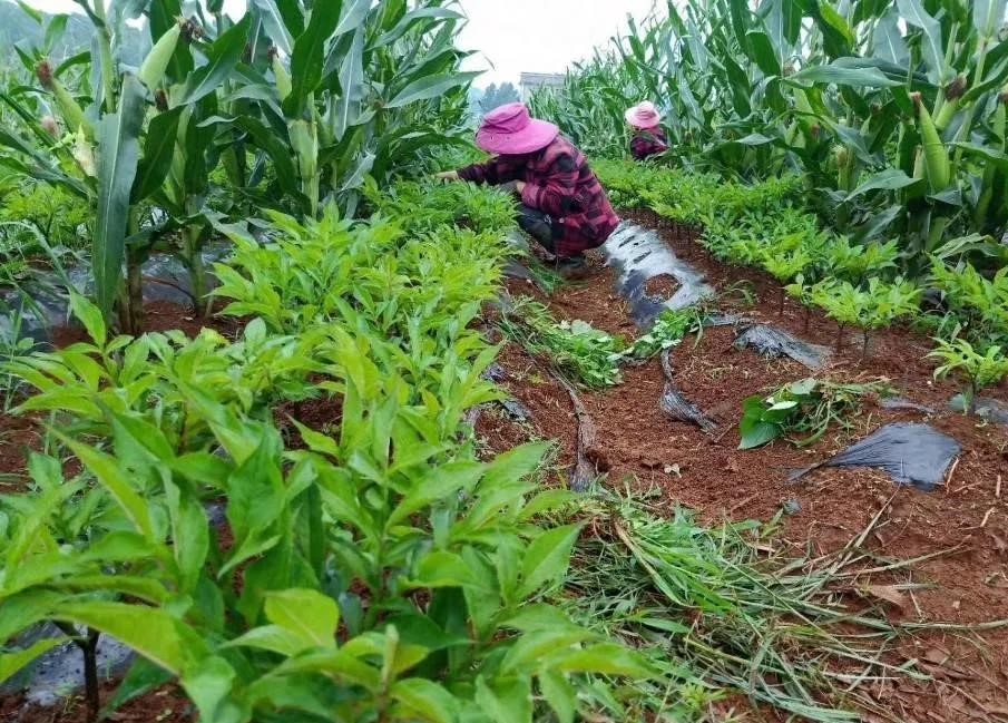种植魔芋怎样才能赚钱快,种植魔芋一年能赚多少钱