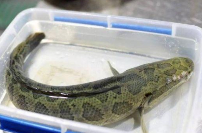 秋天黑鱼不咬怎么办,秋天天气凉了为什么钓鱼不好钓