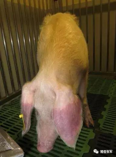 2019版《猪病学》“非洲猪瘟”篇（全文翻译，值得收藏）