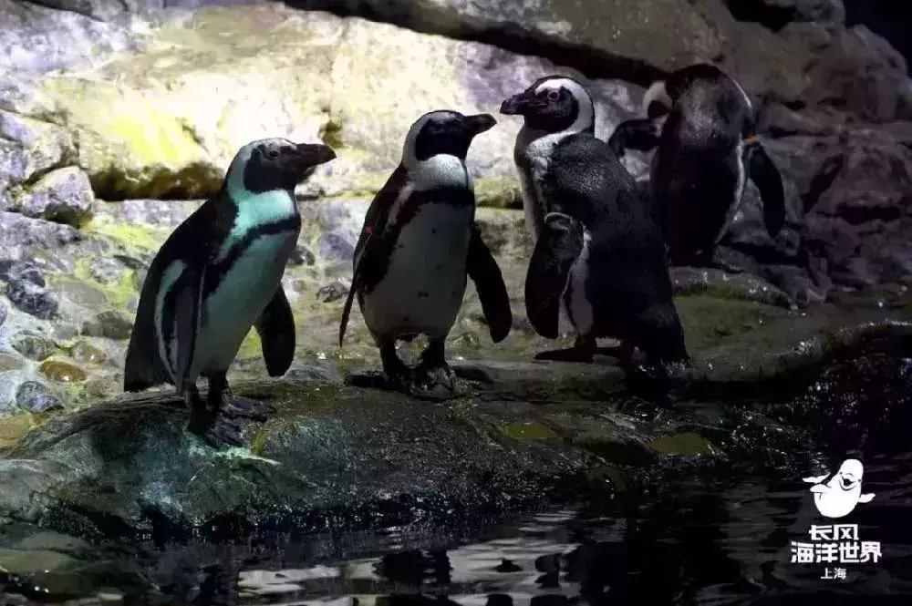 上海海洋馆和长风海洋世界哪个好,上海迪士尼海昌海洋公园门票