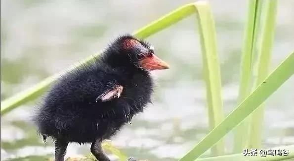 看图识鸟图片及答案,看图识鸟软件哪个好用