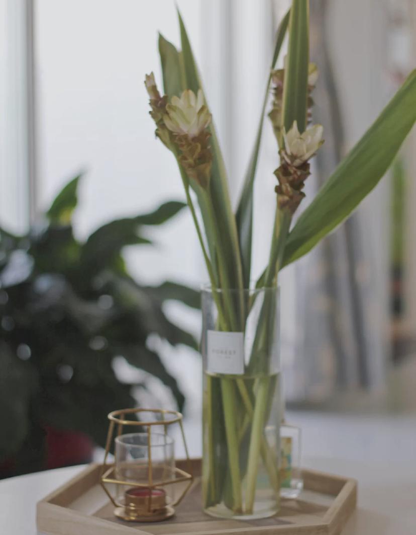 家里要有氛围感什么花比较好,家里高级的花