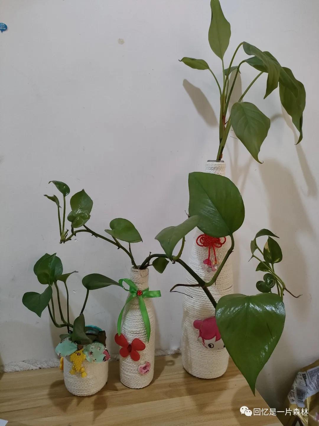 捡了棵凤尾竹怎么能活,单株凤尾竹