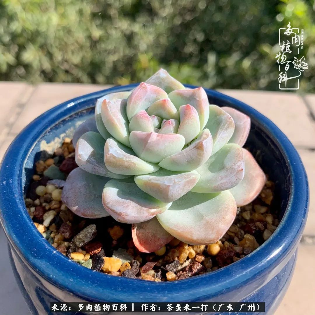 在冬日阳光下,记一个多肉小白的养肉历程