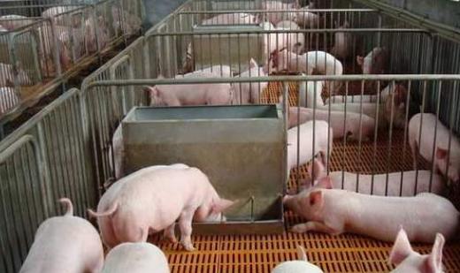 养猪老兽医的经验总结,数十年老猪倌养猪经验值得收藏