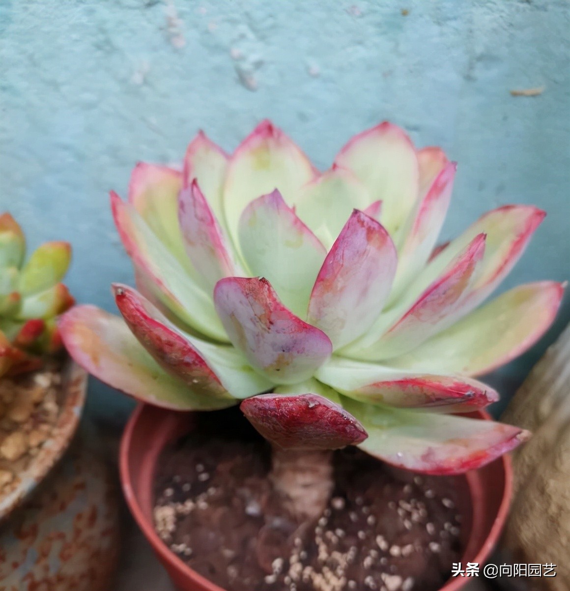 新手养多肉适合买哪些品种,夏季好养活的多肉品种图片