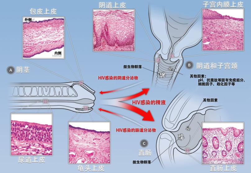 艾滋病毒藏身何处？安享*福性**要避免这些高危动作丨艾滋病日专题