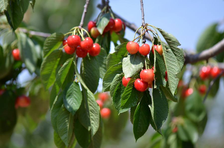 磷酸二氢钾肥怎么用料最好,磷酸二氢钾肥怎么使用最好
