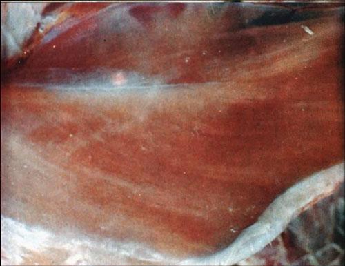 鸡病马立克最佳治疗方法,鸡马立克氏病的防治方法